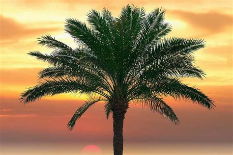 What to Do if Your Palm Tree Is Dropping Fronds | Gardener’s Path