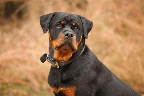 Are Rottweilers Good With Kids? Everything You Need To Know