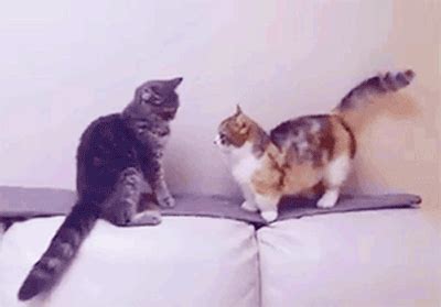 It's cute when you get angry - Imgur | Cute kitten gif, Cute cats, Kitten gif