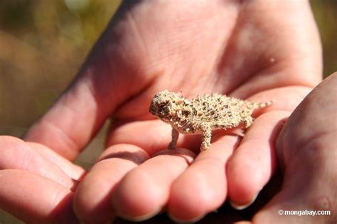 The Desert Horned lizard or Horny Toad (Phrynosoma sp.) in Big Sur ...