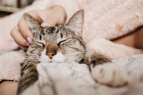 Why Does your Cat Purr and then Bite You? | Flipboard