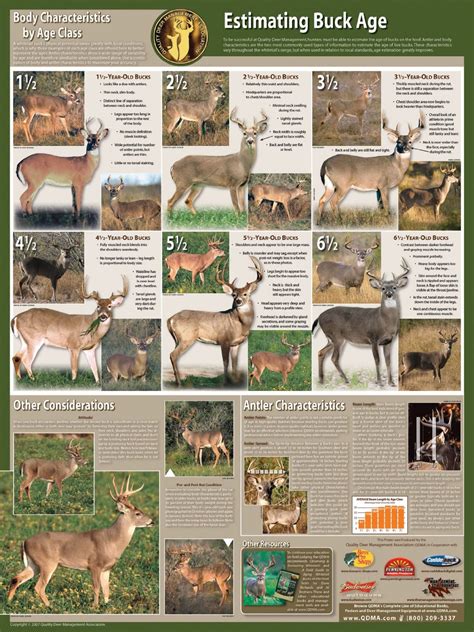 Buck Aging Poster – QDMA | Aging Bucks on the Hoof