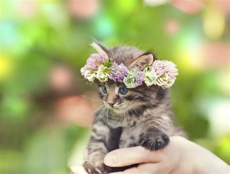 Cute Cat Pictures with Flowers – 1800Flowers Petal Talk