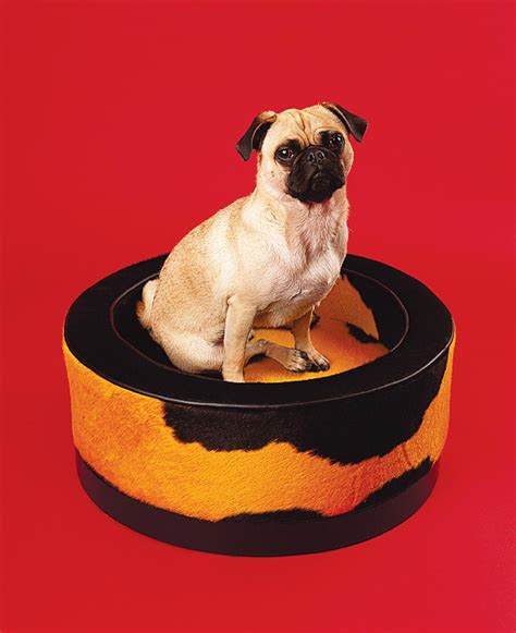 8 Stylish Dog Beds for the Modern Home | Vogue