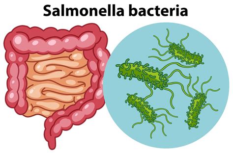 Salmonella Food Poisoning: What Do You Need To Know? | Nutrition & Dieting medical answers ...