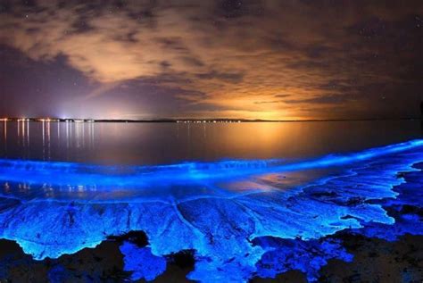 Blue glowing beaches in Southern California caused by the plankton. It ...