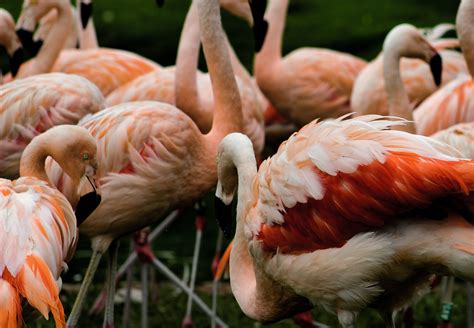 Where to See Flamingos in Turks and Caicos - Caicos Dream Tours