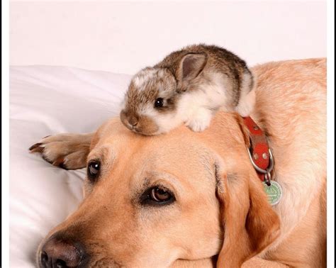 sweet bunny | Dog friends, Animals, Cute animals