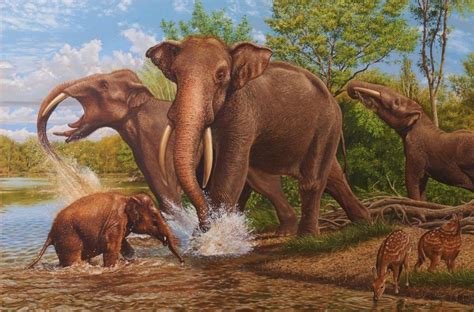 Fossil elephant species from the Augsburg Region, Germany by Karol Schauer | Elephant species ...