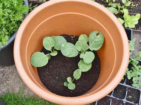 Growing Brussel Sprouts in Containers - YardOwner