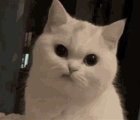 Cat Meowing Animated Gif - Nada Tallie