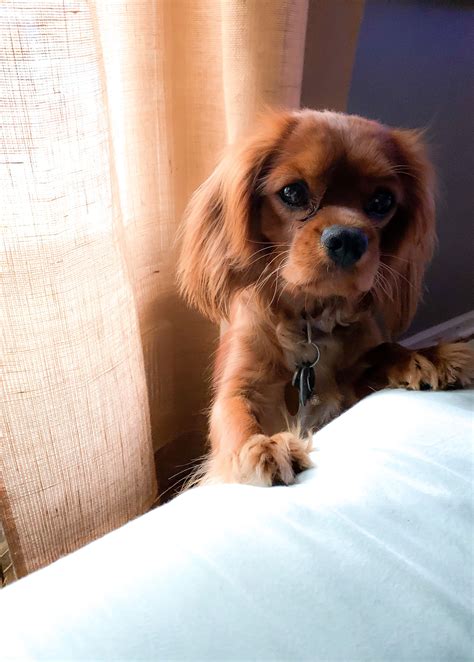 a small brown dog sitting on top of a bed next to a white pillow and ...