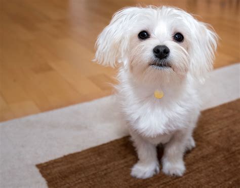 Facts About Maltese Dogs | ASPCA Pet Health Insurance