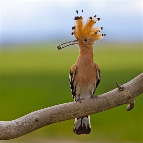 117 best images about Bird - Hoopoe on Pinterest | English, Kalay and Africa