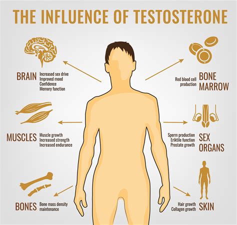 4 Proven Ways to Increase Testosterone Levels Naturally - Harcourt Health