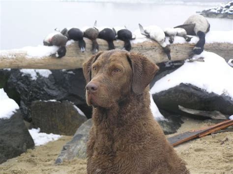 Diver hunting with a Chesapeake Bay Retriever. | Chesapeake bay ...