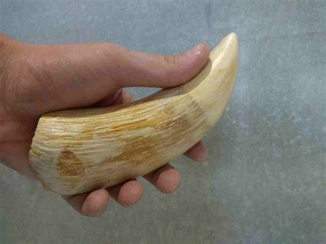 Sperm Whale Teeth : r/Whale