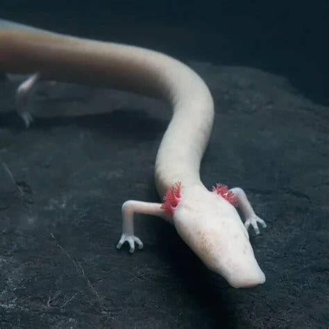 Meet The Olm, The Cave Salamander That Can Stays Motionless For Years