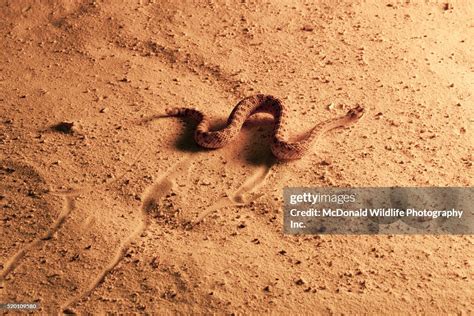 Sidewinder Rattlesnake Crotalus Cerastes Southern Arizona Sidewinding ...