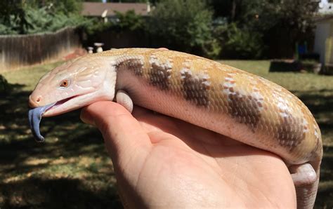 Northern Blue Tongue Skink Care Guide | Reptile Mountain | USA