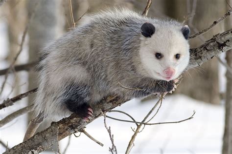 Why Do Opossums Hang Upside Down by Their Tails? | A Moment of Science ...