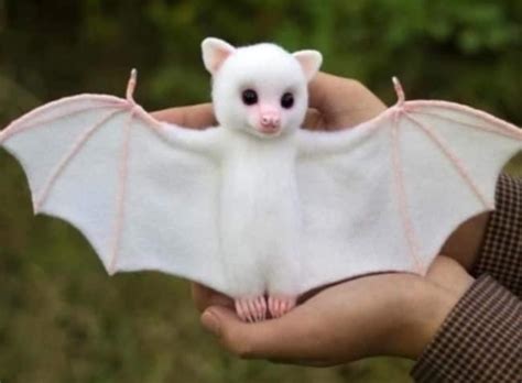 #albino-bat on Tumblr