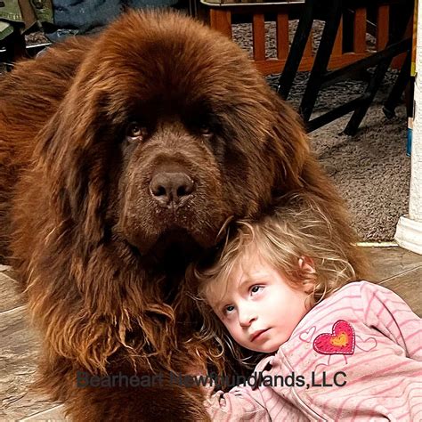 Newfoundland Dog Grooming Tips and Why It's Important