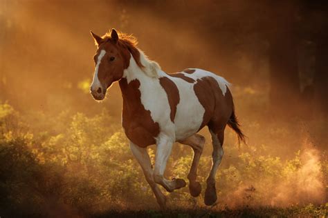All About the American Paint Horse: Breed Profile, History ...