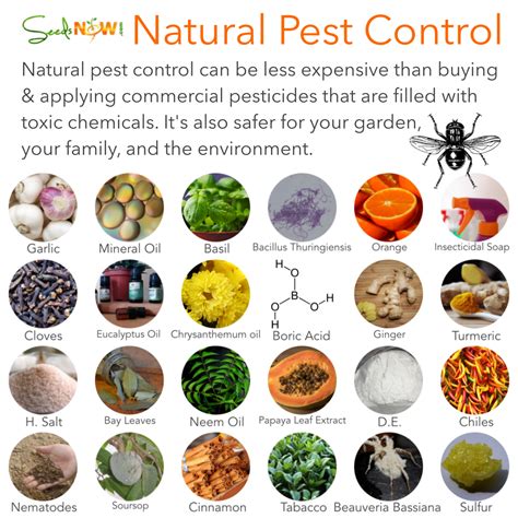 Natural Pest Control Methods