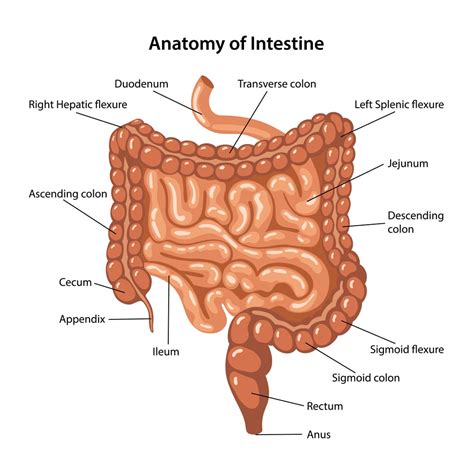 How Does The Human Digestive System Work? » ScienceABC