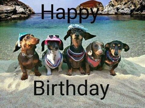 Dachshund Birthday Meme 1682 Best Birthday Bonanza Images On Pinterest Birthday | BirthdayBuzz