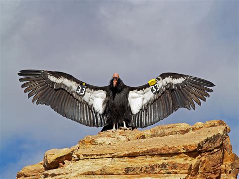 California Condor II Photograph by Carrie Putz