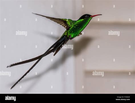 A male Red-billed Streamertail hummingbird (Trochilus polytmus) in ...