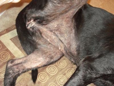 What Does Flea Dermatitis Look Like On A Dog