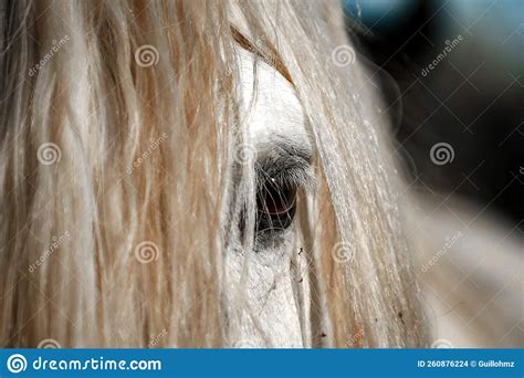 White horse of Camargue stock photo. Image of reserve - 260876224