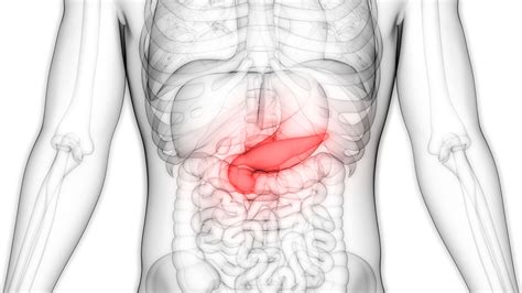 Pancreas: Anatomy, Function, and Treatment