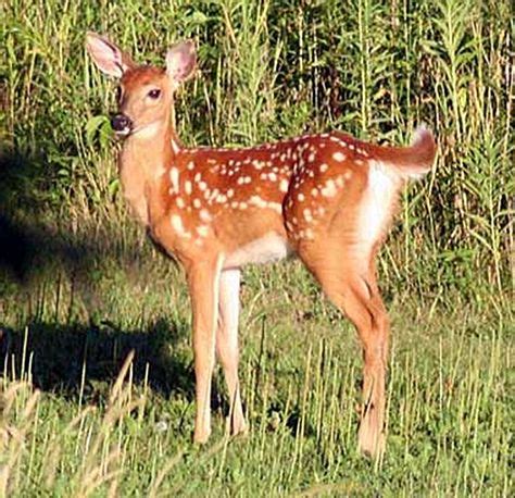 Baby Axis Deer | Axis deer | Pinterest | Animal, Fur babies and Cat