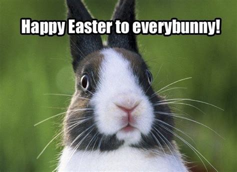 Top 15 Easter Day Memes 2019 | Easter bunny pictures, Happy easter ...