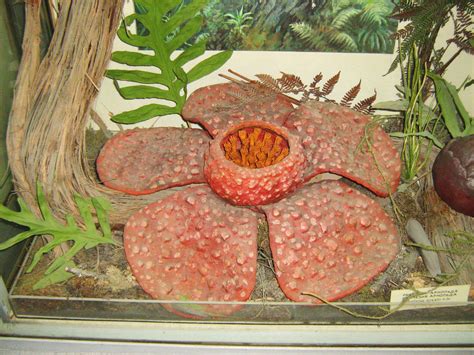 Rafflesia arnoldii by Tiemnokryskin on DeviantArt