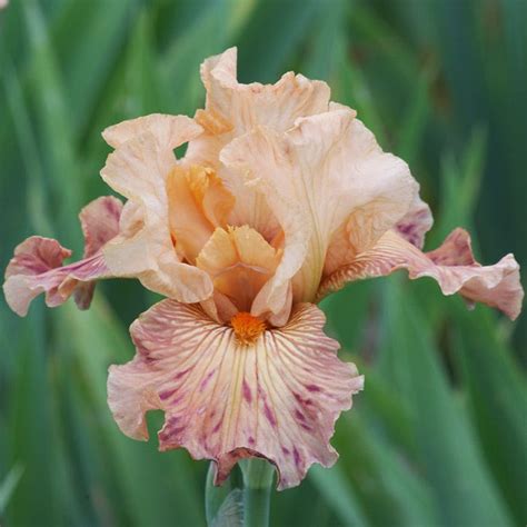 Autumn Sunrise Reblooming Bearded Iris, Iris germanica | High Country Gardens