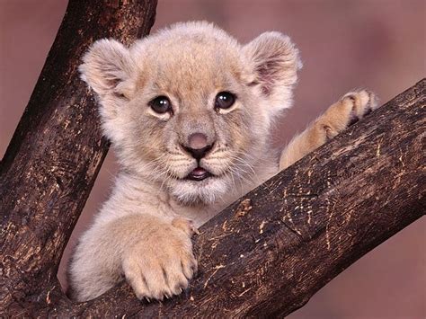 1920x1080px, 1080P free download | Lion Cub, bonito, baby, lion, animal ...