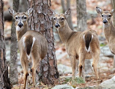 Geneticists discover historic legacy of white-tailed deer in Arkansas