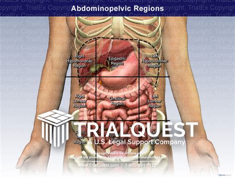 Abdominopelvic Regions - TrialQuest Inc.