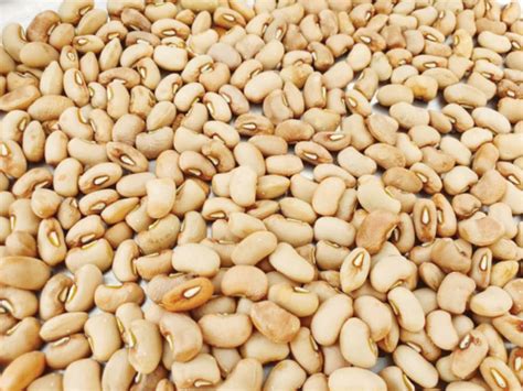 Improved cowpea seeds for commercial production now available - Daily Trust