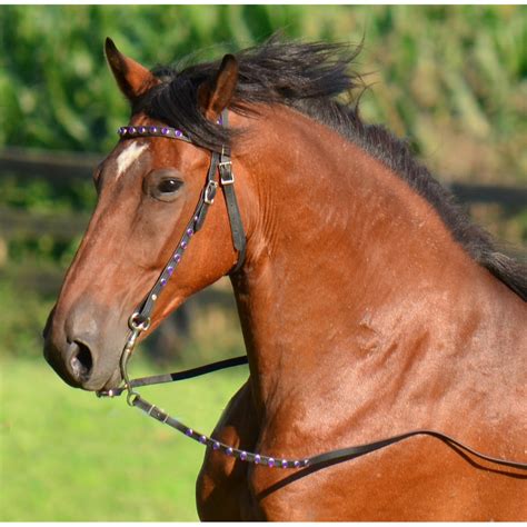 Western Browband Bridles For Sale - Western Horse Bridles | Two Horse Tack