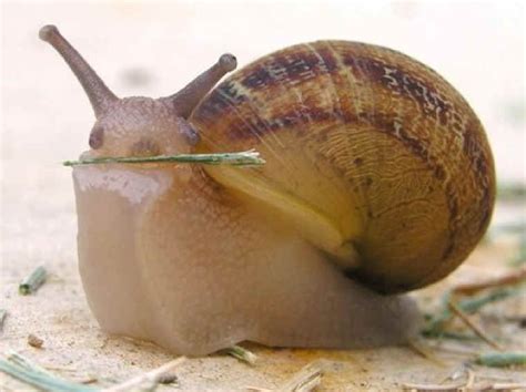 Snails (and other mollusks) eat with an apparatus called a radula. It's ...