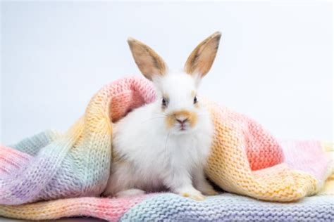 6000 Awesome Rabbit Names for Your Fluffy Bunny