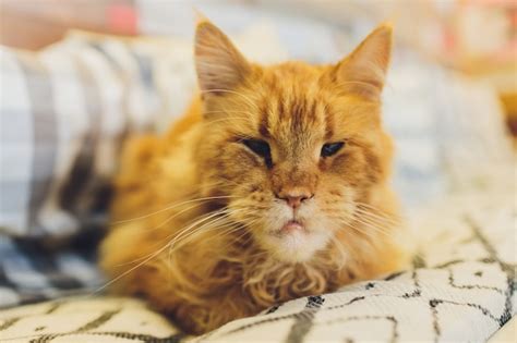 Premium Photo | Close-up portrait of angry red maine coon cat with funny chin looks in camera.