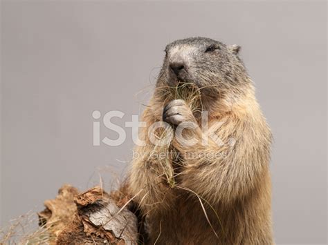 Marmot Eating Stock Photo | Royalty-Free | FreeImages