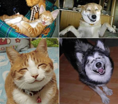 Smiling pets - Really funny pictures collection on picshag.com